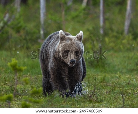 Similar – Brown Bear on forest.