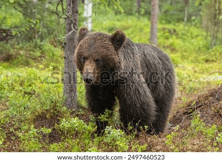 Similar – Brown Bear