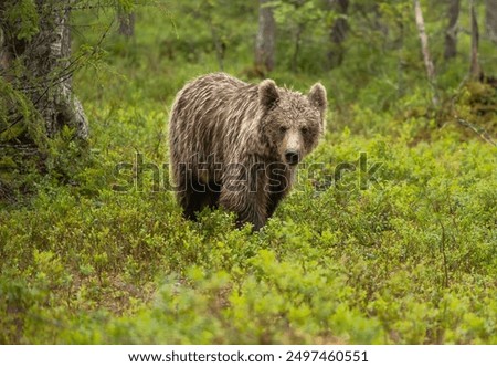 Similar – Brown Bear