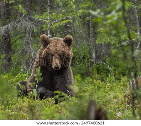 Similar – Braunbär Abenteuer Safari