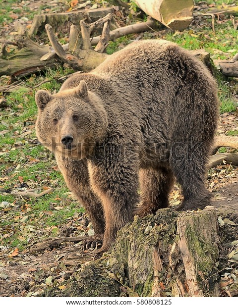 The\
Eurasian brown bear (Ursus arctos arctos) also known as the common\
brown bear, European brown bear or European\
bear,