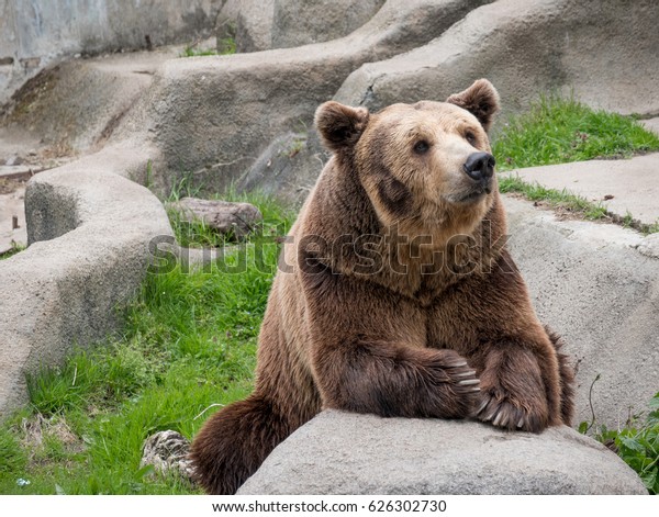 Eurasian brown bear (Ursus arctos arctos), also\
known as the European brown\
bear.