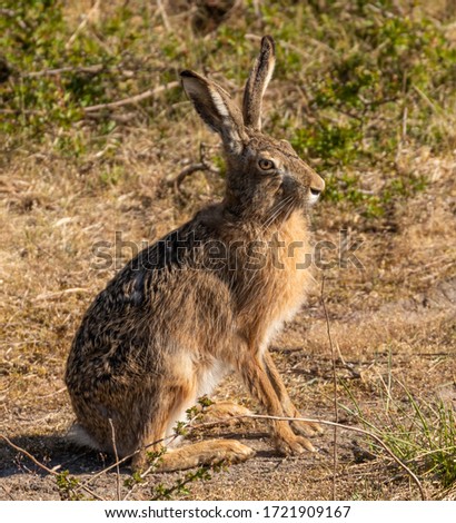 Eurasian/ Brown Hare in spring time