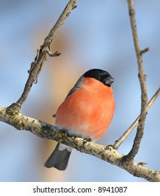 Eurasian Bullfinch