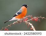 The Eurasian bullfinch, common bullfinch or bullfinch (Pyrrhula pyrrhula) is a small passerine bird in the finch family, Fringillidae