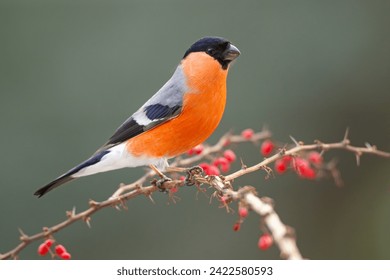 The Eurasian bullfinch, common bullfinch or bullfinch (Pyrrhula pyrrhula) is a small passerine bird in the finch family, Fringillidae - Powered by Shutterstock