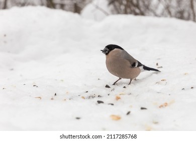 Eurasian Bullfinch Female Sitting In Snow. Bird Eating Sunflower Seed In The Forest.