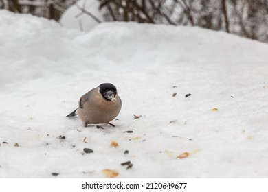 Eurasian Bullfinch Female Sitting In Snow. Bird Eating Sunflower Seed. Feeding Birds In Winter.