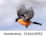 Eurasian bullfinch in flight on a winter day