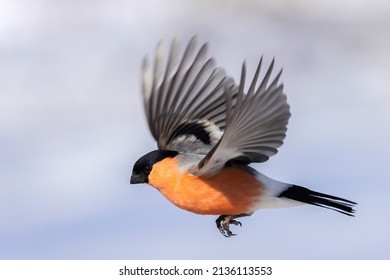 Eurasian Bullfinch In Flight On A Winter Day