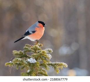 Eurasian Bullfinch -male- In Winter