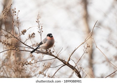 Eurasian Bullfinch Is On The Branch