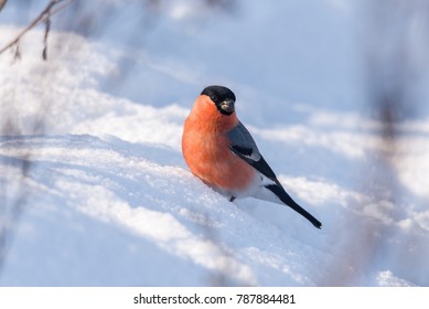 Eurasian Bullfinch On Snow