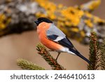 Eurasian bullfinch (Pyrrhula pyrrhula). Beautiful and colorful male bird on the edge of the forest.