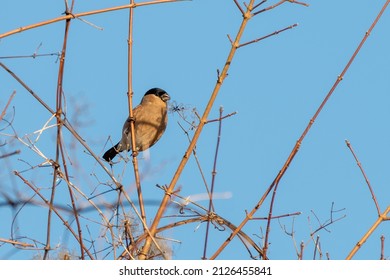 Eurasian Bullfinch (Pyrrhula Pyrrhula) Feeding, Bath, UK