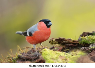 Eurasian bullfinch sits on the stump. Male songbird in the nature habitat. Pyrrhula pyrrhula . Wildlife scene from nature. The Eurasian bullfinch, is a small passerine bird in the finch family - Powered by Shutterstock