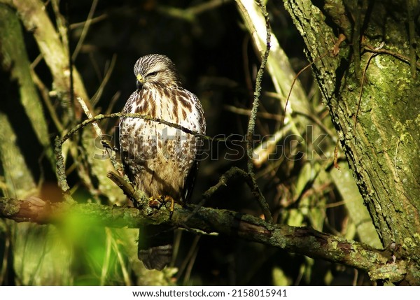 Eurasian buzzard in\
nature sitting on a\
branch