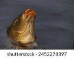 The Eurasian carp or European carp (Cyprinus carpio), widely known as the common carp caught on a hook