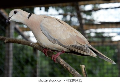 Eurasian Collared Dove