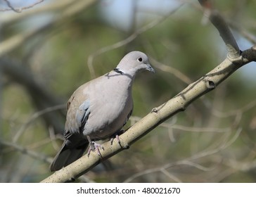 Eurasian Collared Dove