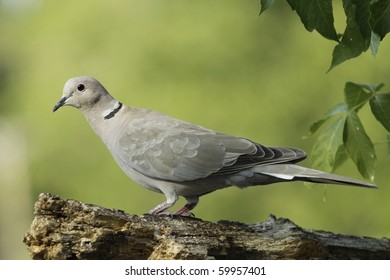 Eurasian Collared Dove