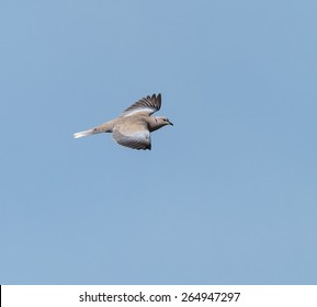 Eurasian Collared Dove In Flight