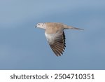 Eurasian Collared Dove in flight. The Eurasian collared dove (Streptopelia decaocto) is a dove species native to Europe and Asia