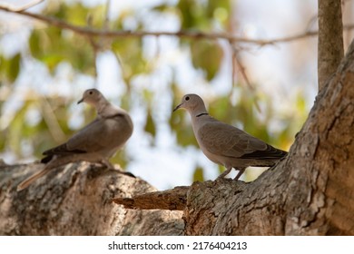 Eurasian collared dove pair perched on a tree branch