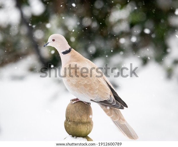 The Eurasian collared dove is a dove species native to\
Europe and Asia, sitting on top of a bird table in the snow,\
Norfolk, UK