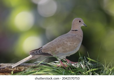Eurasian collared dove (Streptopelia decaocto) standing on green tree blurred background. Turtledove in the garden in a sunny september day, Germany