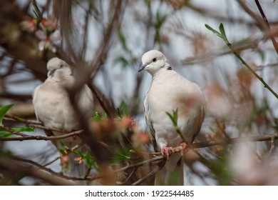 白い鳥 の画像 写真素材 ベクター画像 Shutterstock