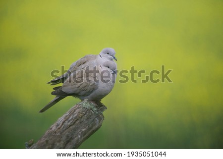 Eurasian collared doves (Streptopelia decaocto): a pair of doves perched on the broken branch of a dead crab apple tree