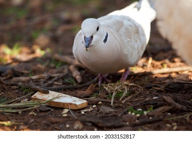 Eurasian Collared White Dove Eating Bird Food In Adelaide, South Australia