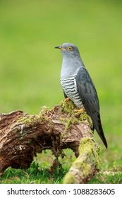 The Eurasian or Common Cuckoo up close perched.