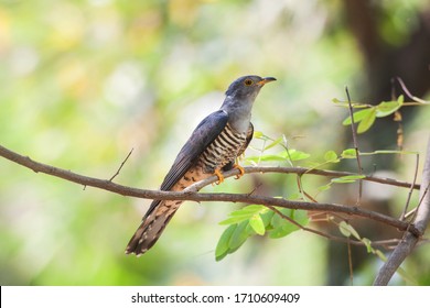Eurasian or common Cuckoo (Cuculus canorus) nicely perching on wooden branch over fine blur green background in soft lighting environment, exotic grey bird
 - Shutterstock ID 1710609409
