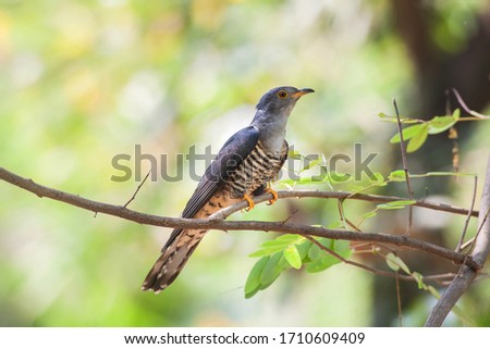 Eurasian or common Cuckoo (Cuculus canorus) nicely perching on wooden branch over fine blur green background in soft lighting environment, exotic grey bird
