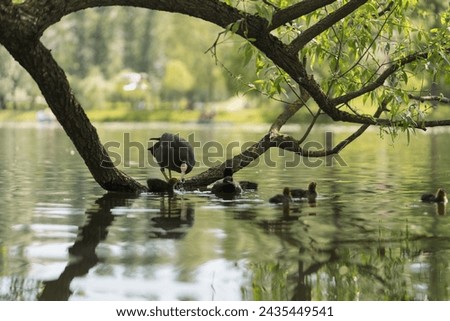 Eurasian coot bird feeding chicks on a tree branch in pond