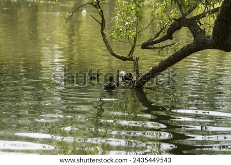 Eurasian coot bird feeding chicks on a tree branch in pond