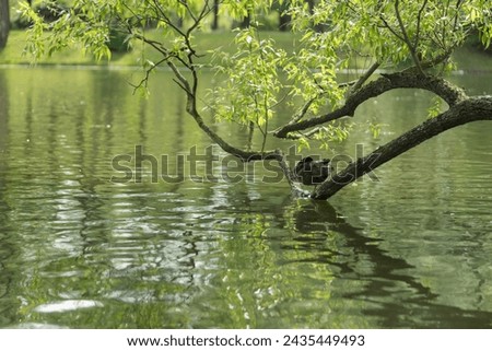 Eurasian coot bird on a tree branch in pond