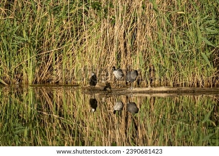 Eurasian coot birds sitting on tree trunk in green reeds in water with reflection under bright sun, common coot bird cleaning feathers close-up. Wildlife birdwatching