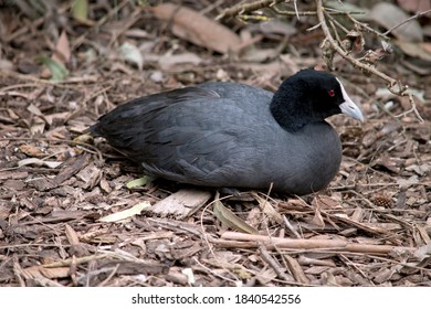 The Eurasian Coot Is A Black Bird With A White Frontal Shield