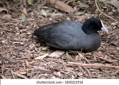 The Eurasian Coot Is A Black Bird With A White Frontal Shield