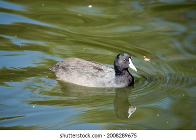 The Eurasian Coot Is A Black Water Bird With A White Frontal Shield