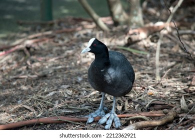 The Eurasian Coot Is A Black Waterbird With A White Frontal Shield