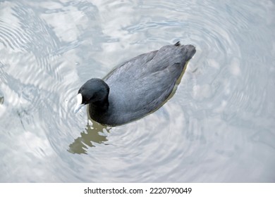 The Eurasian Coot Is A Black Waterbird With A White Frontal Shield