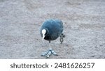 A Eurasian Coot emerges from the water