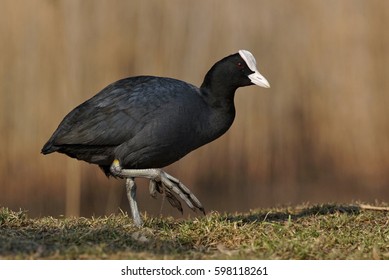 Eurasian Coot (Fulica Atra)