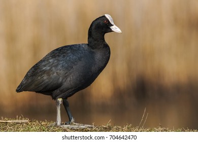 Eurasian Coot (Fulica Atra)