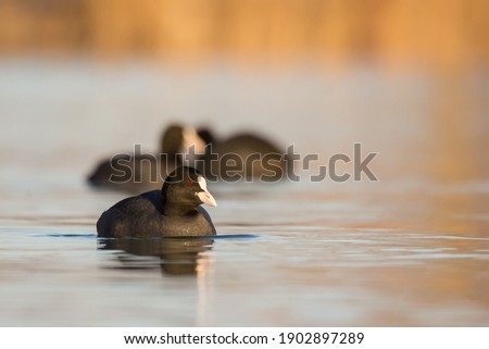 Eurasian coot (Fulica atra) or common coot, black coot in rail and crake bird family, Rallidae, Gruiformes, freshwater lakes and ponds water hen