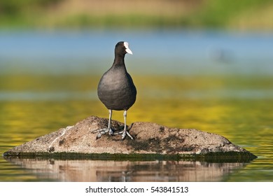 Eurasian Coot, Fulica Atra, Czech Republic